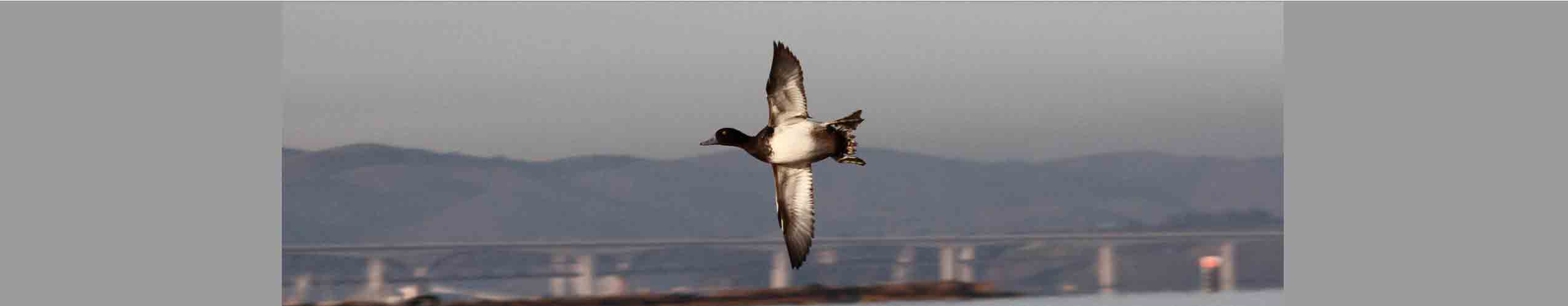 duck-flying-alone-9