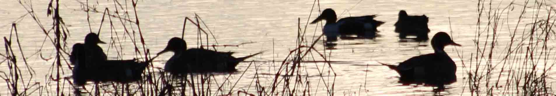 ducks-at-dusk