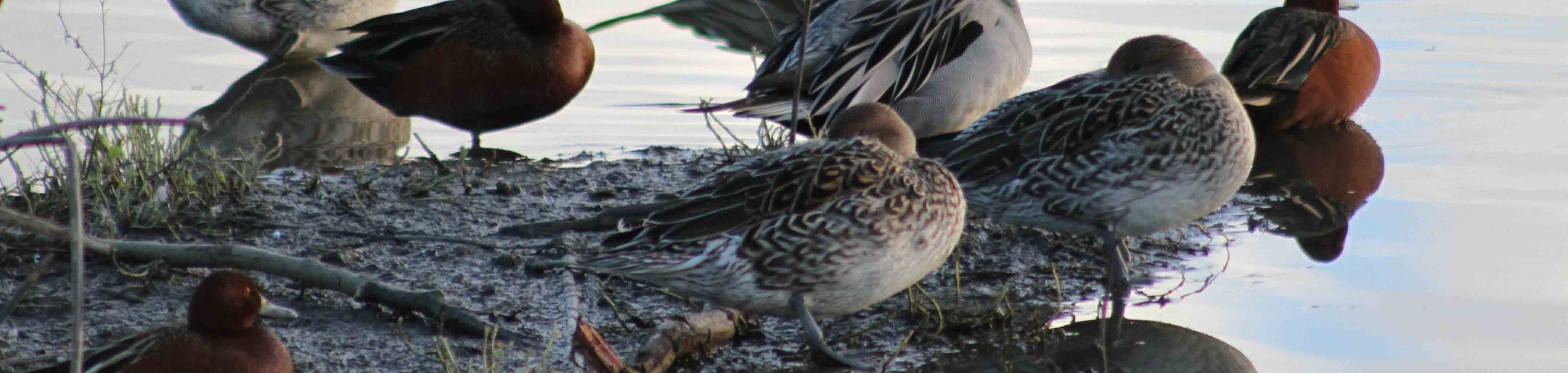 ducks-sleeping-2
