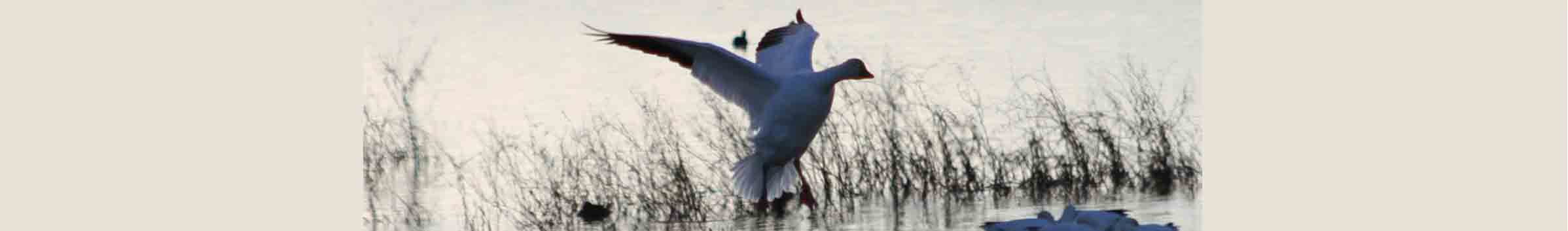 goose-landing