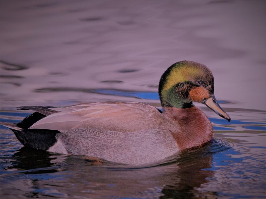 Nevada Waterfowl Home Nevada Waterfowl