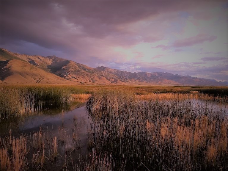 Nevada Waterfowl Home Nevada Waterfowl