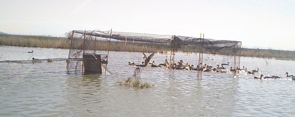 2024 Waterfowl Banding Season Underway