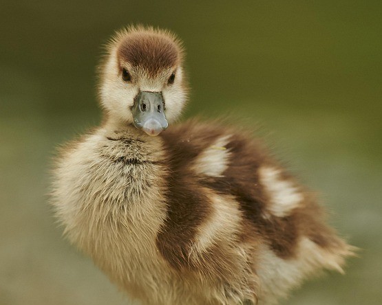 CALL TO ACTION! Waterfowl Conservation & Management at Risk